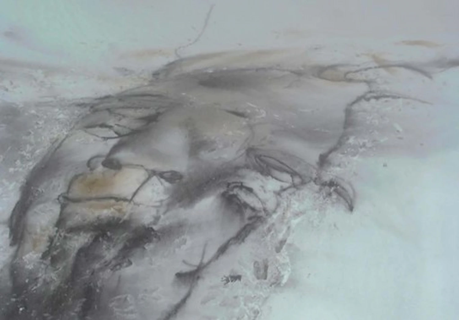 “Bozkesh #4” 50 x 50 m Land Art ,Pigment on snow 2010